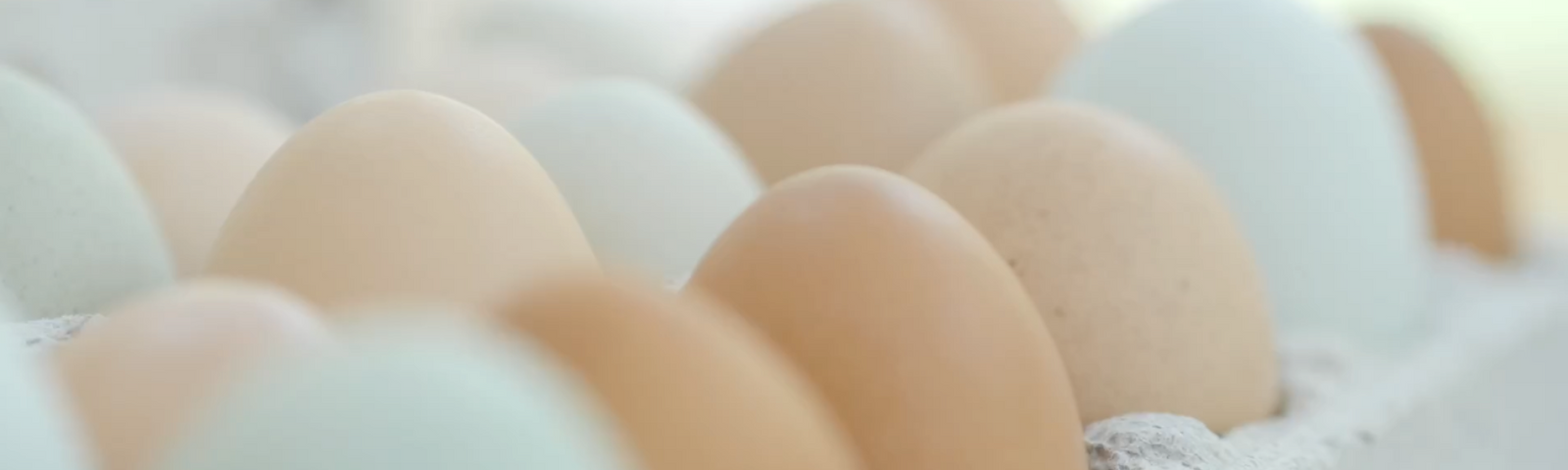 What's In An Egg? Egg Anatomy and Safety