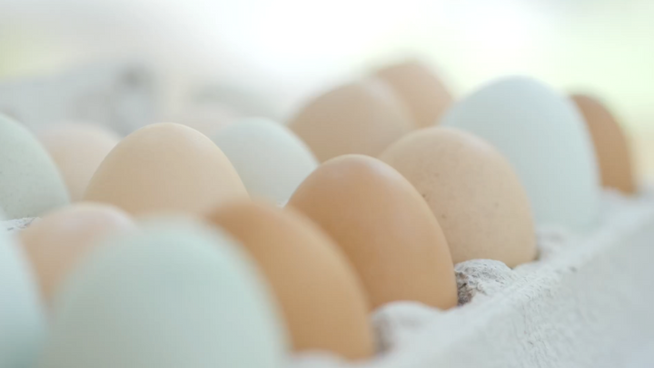 What's In An Egg? Egg Anatomy and Safety