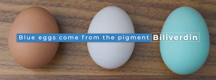 What Determines Egg Color?