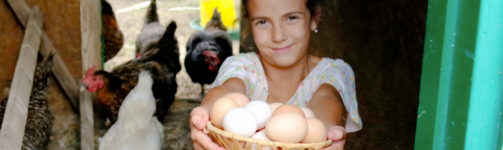 Eggs All Winter:  How to Use Supplemental Lighting to Sustain Egg Production