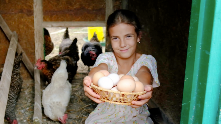 Eggs All Winter:  How to Use Supplemental Lighting to Sustain Egg Production