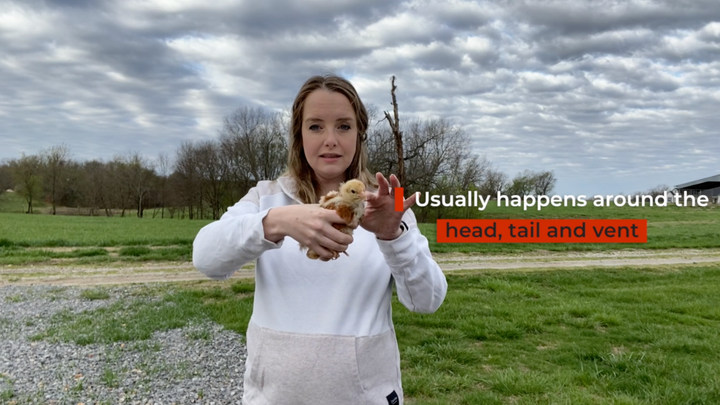 Feather Pecking, Part One: What It Is and How to Recognize It