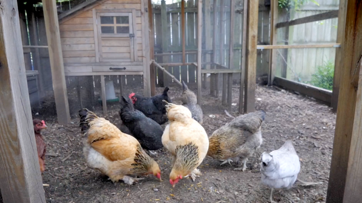 Using Water to Keep Chickens Cool: Dos and Don’ts