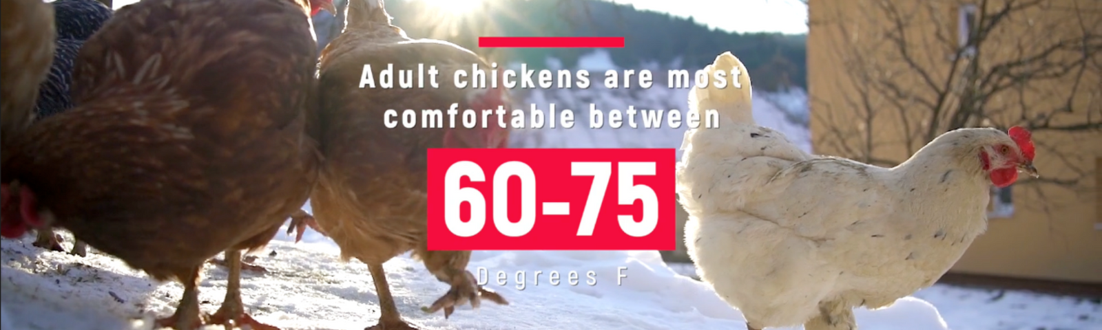 How Does Cold Weather Affect Chickens?