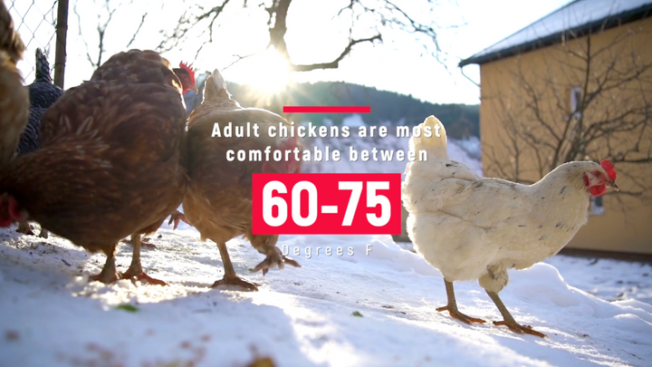 How Does Cold Weather Affect Chickens?