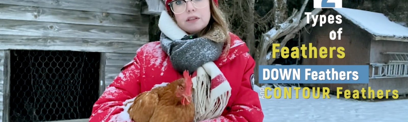 how many feathers on a perdue chicken