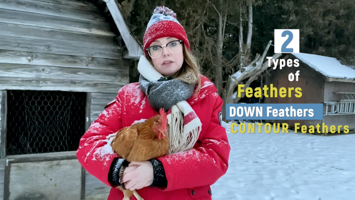 How Feathers Keep Chickens Warm