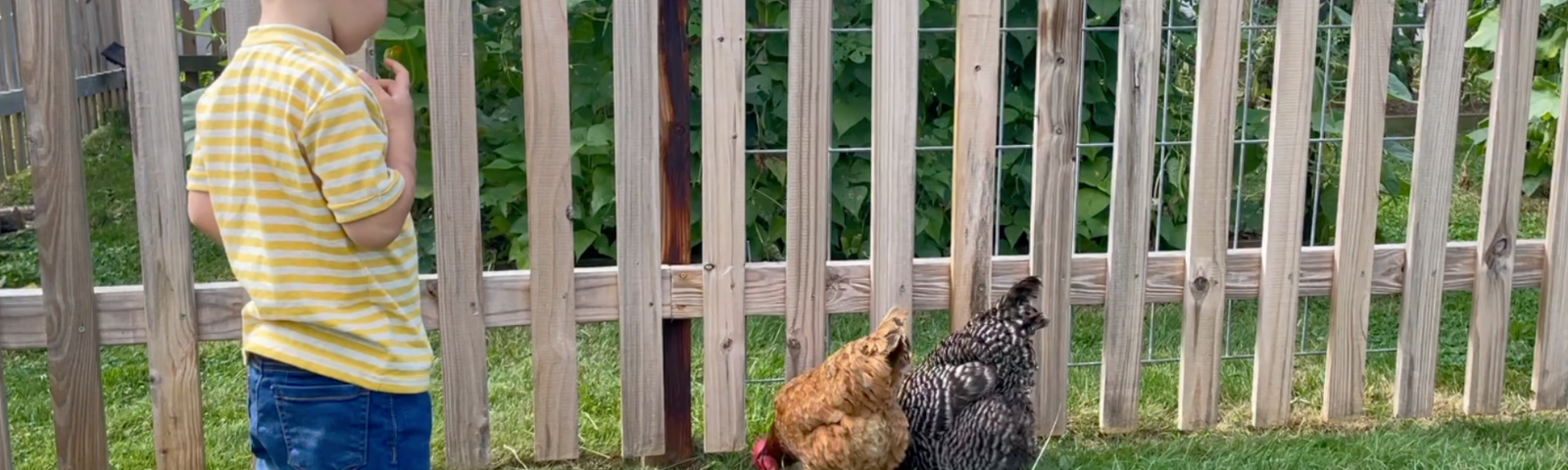 How to Minimize Pathogens if You Have Children AND Chickens