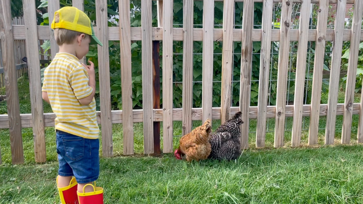 How to Minimize Pathogens if You Have Children AND Chickens
