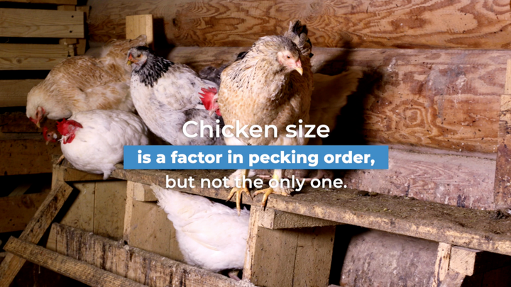 Keeping the Peace: How to Raise Different-Sized Chickens in your Flock