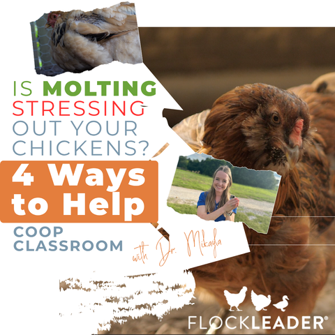 Why Do Chickens Need Extra Protein and Probiotics When Molting?
