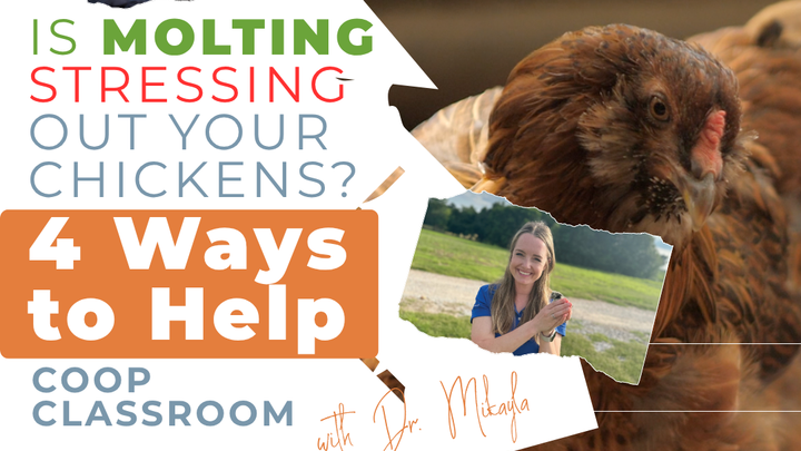 Why Do Chickens Need Extra Protein and Probiotics When Molting?