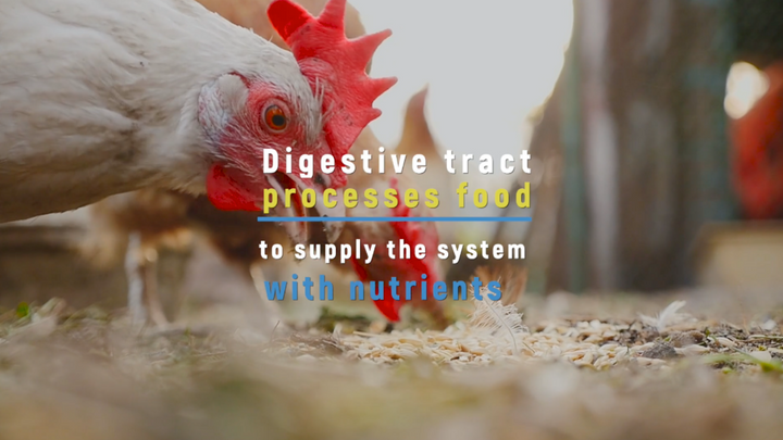 More Than Digestion: Why Chickens’ Gut Health Matters