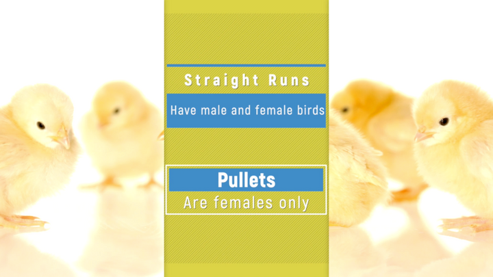 How to Tell if you Have a Hen or a Rooster Chick