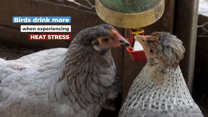 Stages of Heat Stress in Chickens