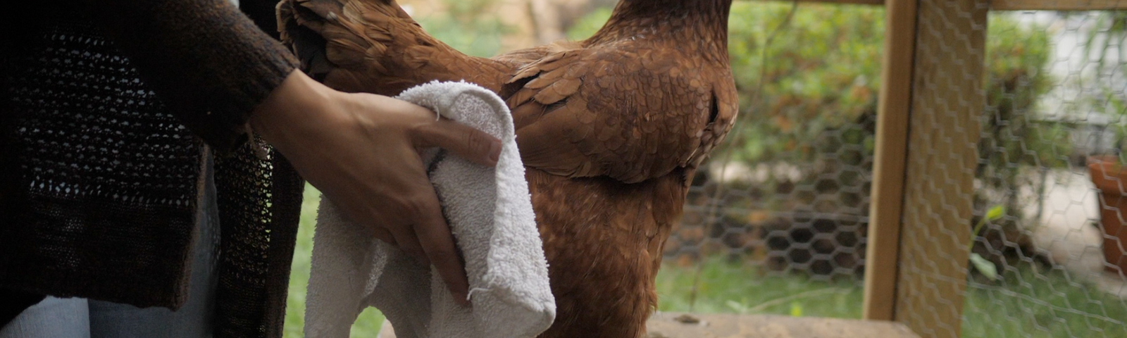 Pasty Butt in Adult Chickens (What It Means and How to Fix It)
