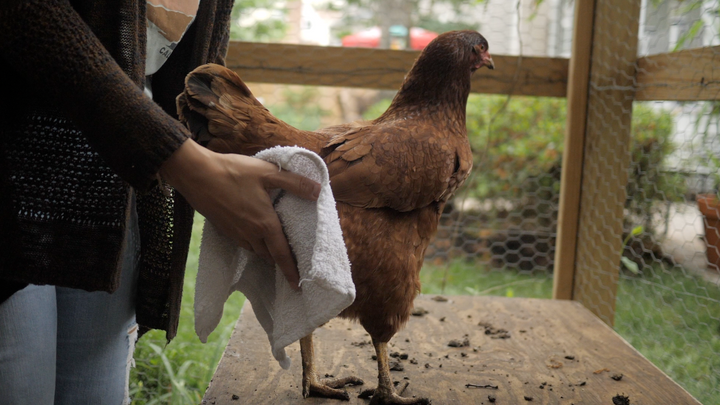 Pasty Butt in Adult Chickens (What It Means and How to Fix It)