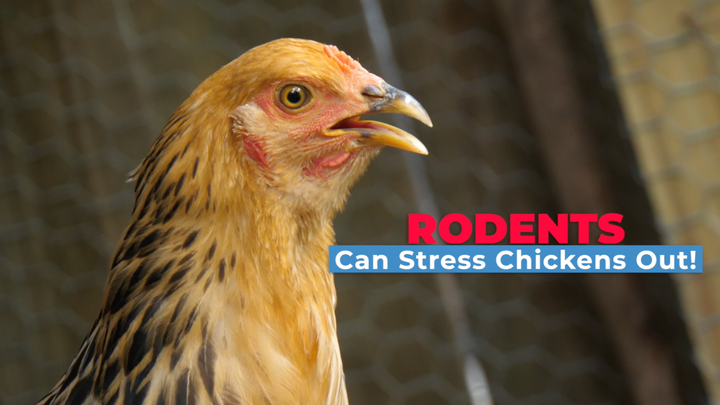 Pests in the Chicken Coop: Why They Matter and What To Do About Them