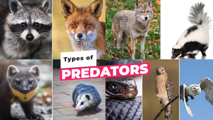 Predators: How to Protect Your Flock from Harm