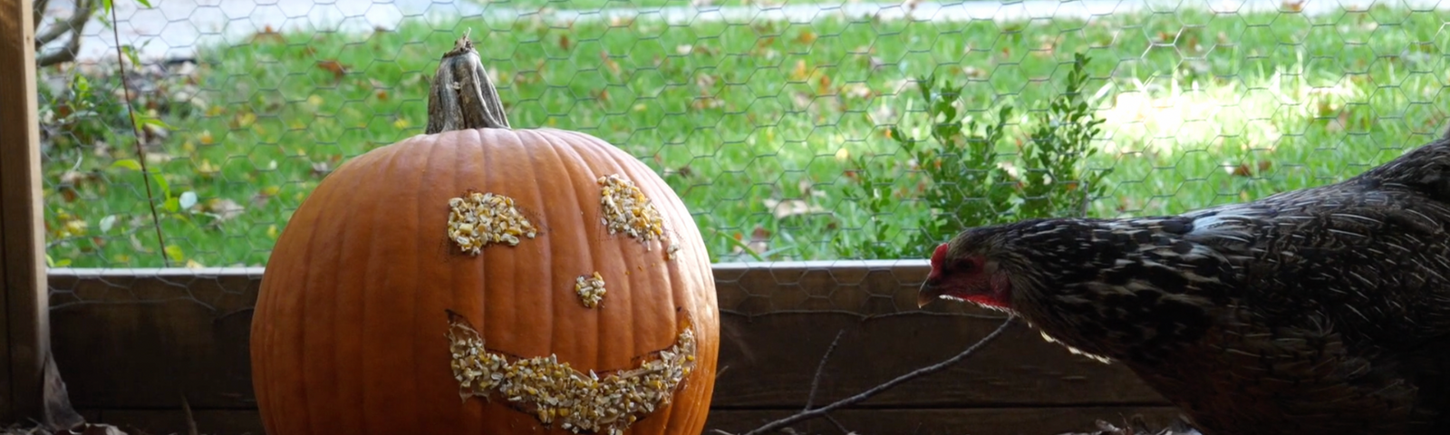 Pumpkin Carving with Chickens
