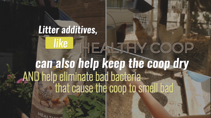 Coop Care 101: How to Keep Your Coop Clean