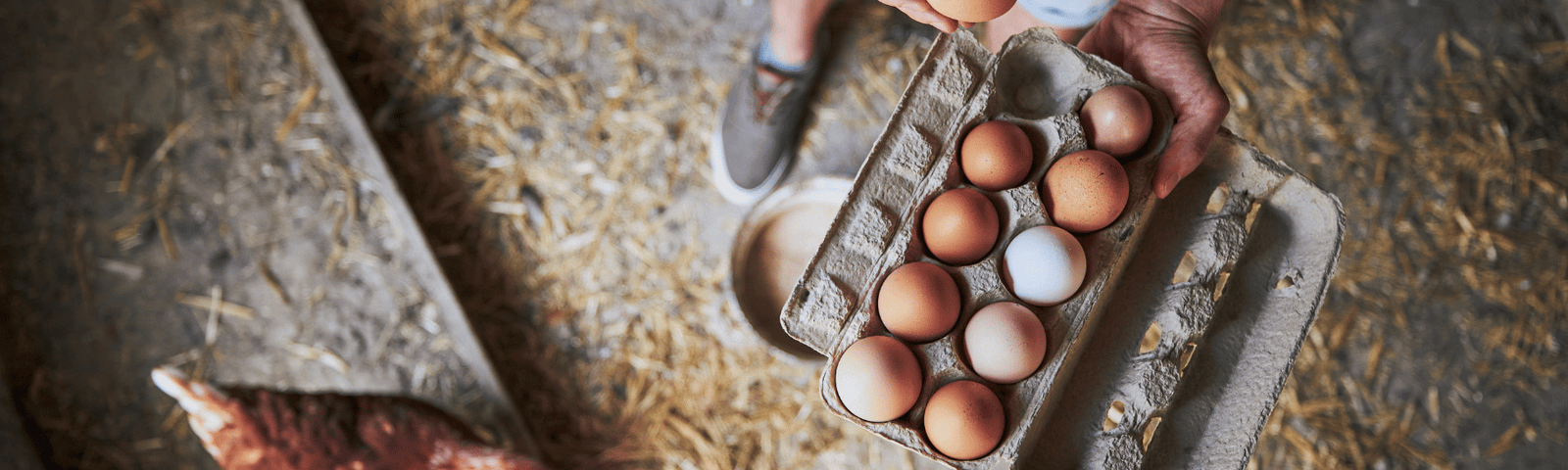 How to Keep Eggs Clean and Safe | Coop Setup Matters