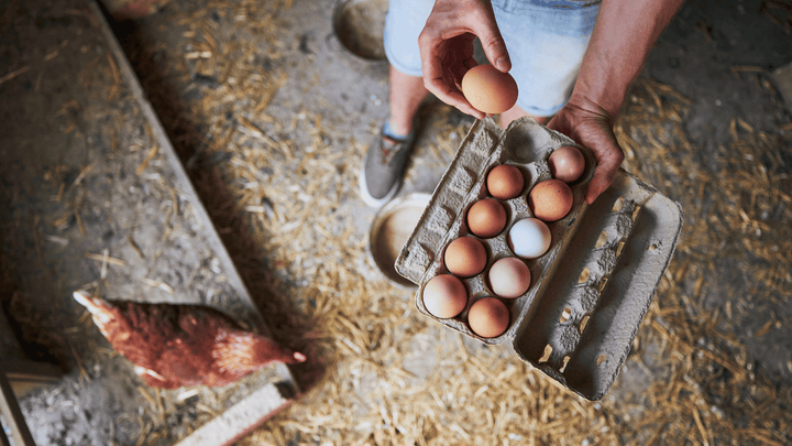 How to Keep Eggs Clean and Safe | Coop Setup Matters