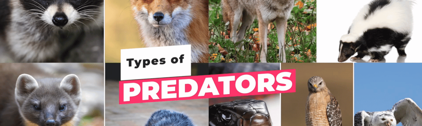 How Predators Attack Your Chickens (and How to Stop Them)