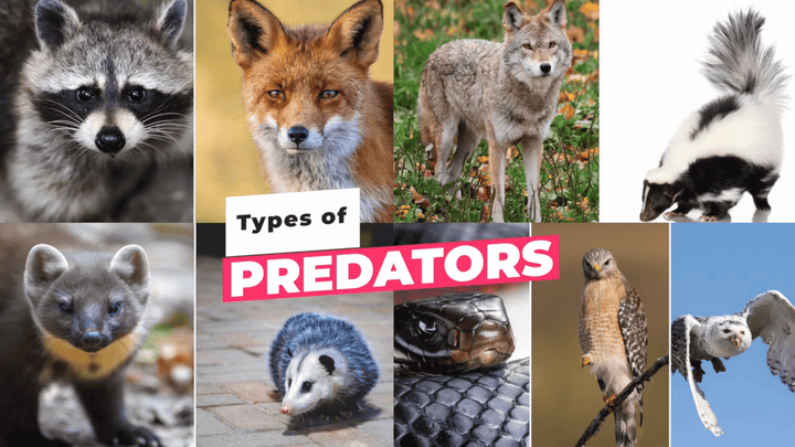 How Predators Attack Your Chickens (and How to Stop Them)