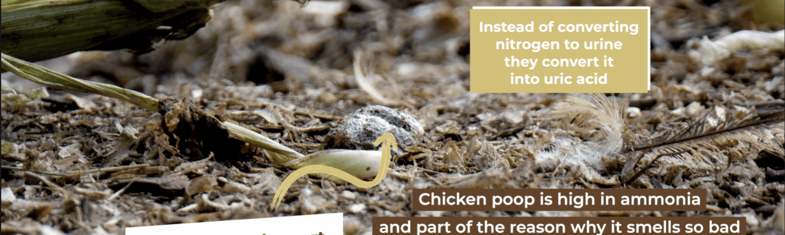Why Chicken Poop Smells So Bad (And How to Reduce It)
