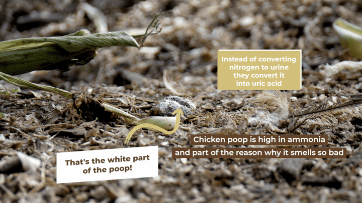 Why Chicken Poop Smells So Bad (And How to Reduce It)