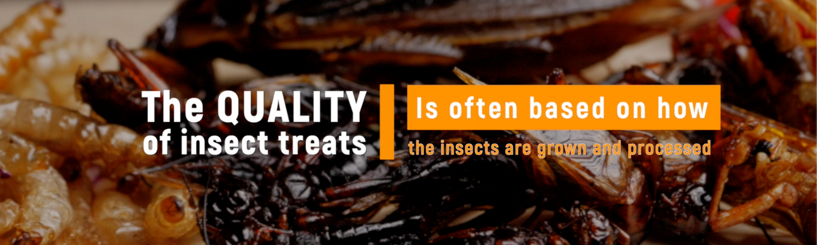 How to Choose Poultry Treats