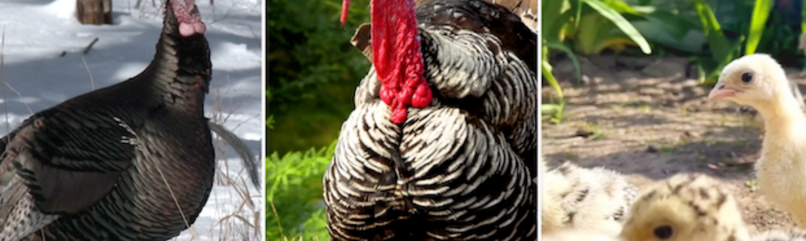 Turkey Time: How Raising Turkeys is DIFFERENT from Raising Chickens