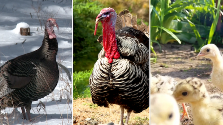 Turkey Time: How Raising Turkeys is DIFFERENT from Raising Chickens