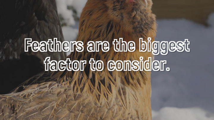 Choosing Chickens: Which Breeds Handle Cold Weather Best?