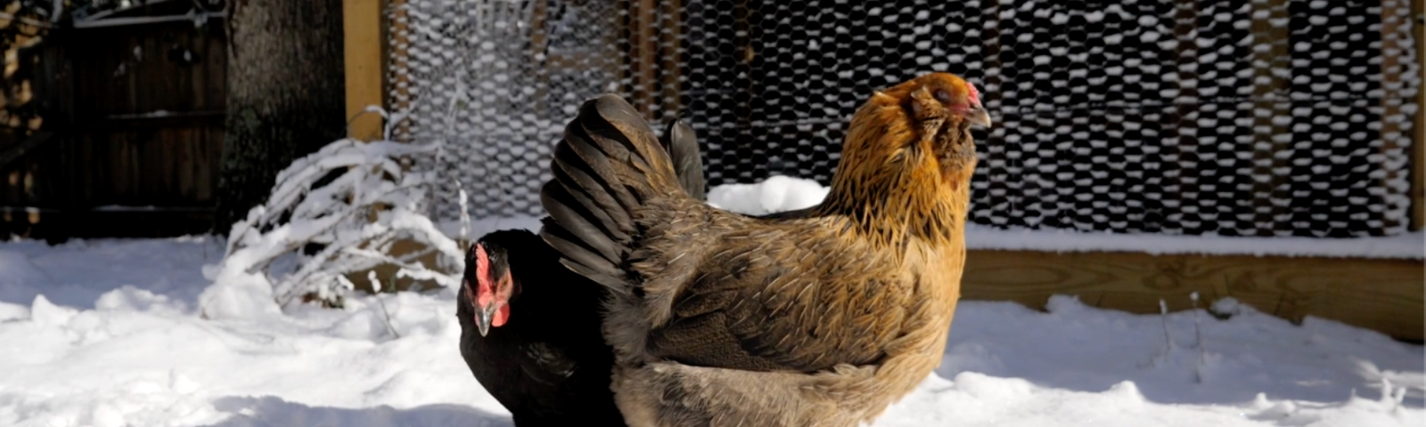 How to Support Your Backyard Chickens in the Winter