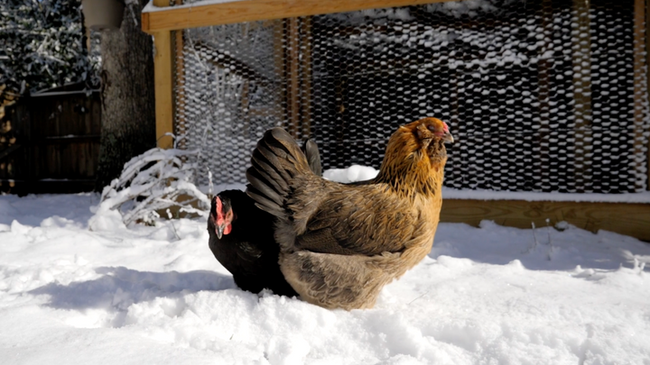 How to Support Your Backyard Chickens in the Winter
