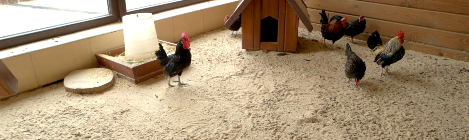 What Kind of Bedding Should I Use in My Chicken Coop?