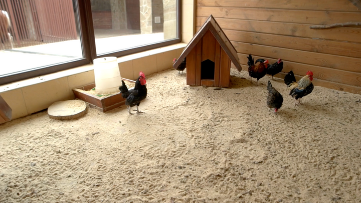 What Kind of Bedding Should I Use in My Chicken Coop?