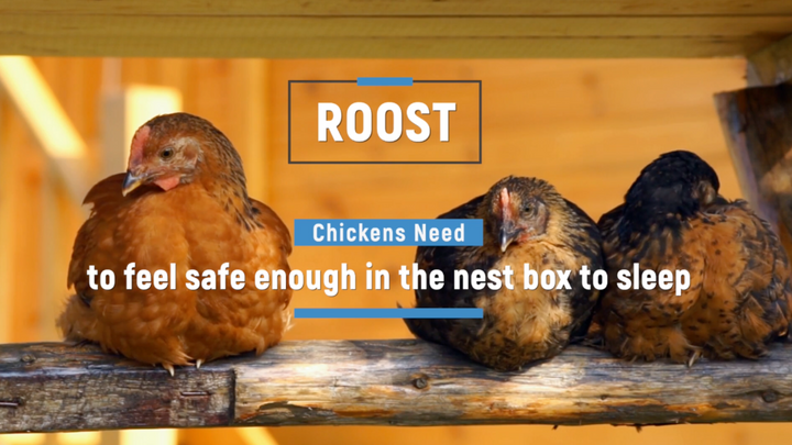 Chicken Coop Basics