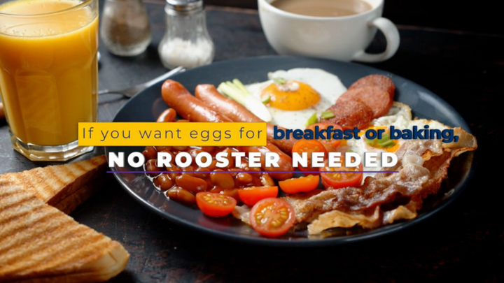 Do I Need a Rooster to Get Eggs?