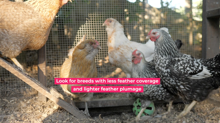 Choosing Chickens - Which Breeds Handle Summer Weather Best?