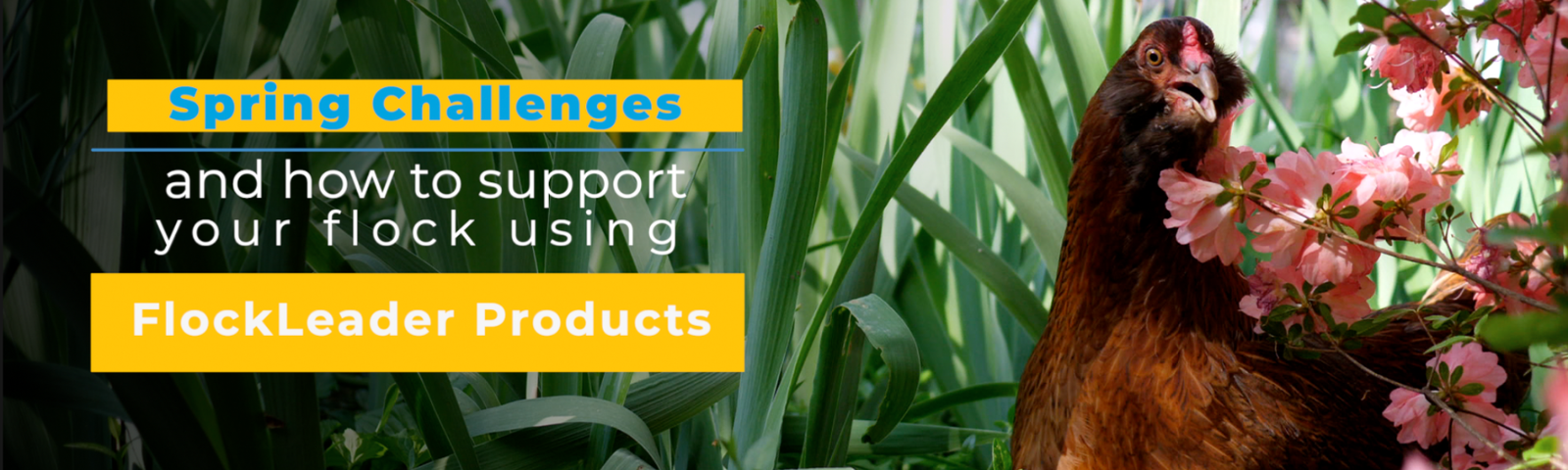 Poultry Health and Wellness: Spring Edition