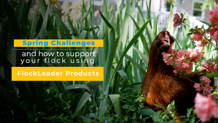 Poultry Health and Wellness: Spring Edition