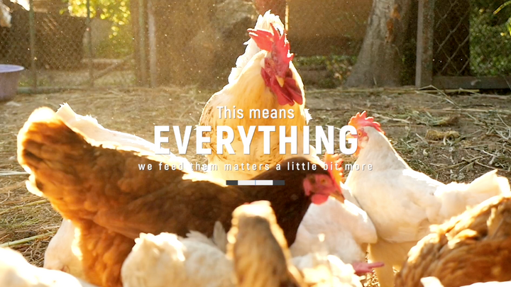 Summer Challenges and How to Support Your Flock Using FlockLeader Products