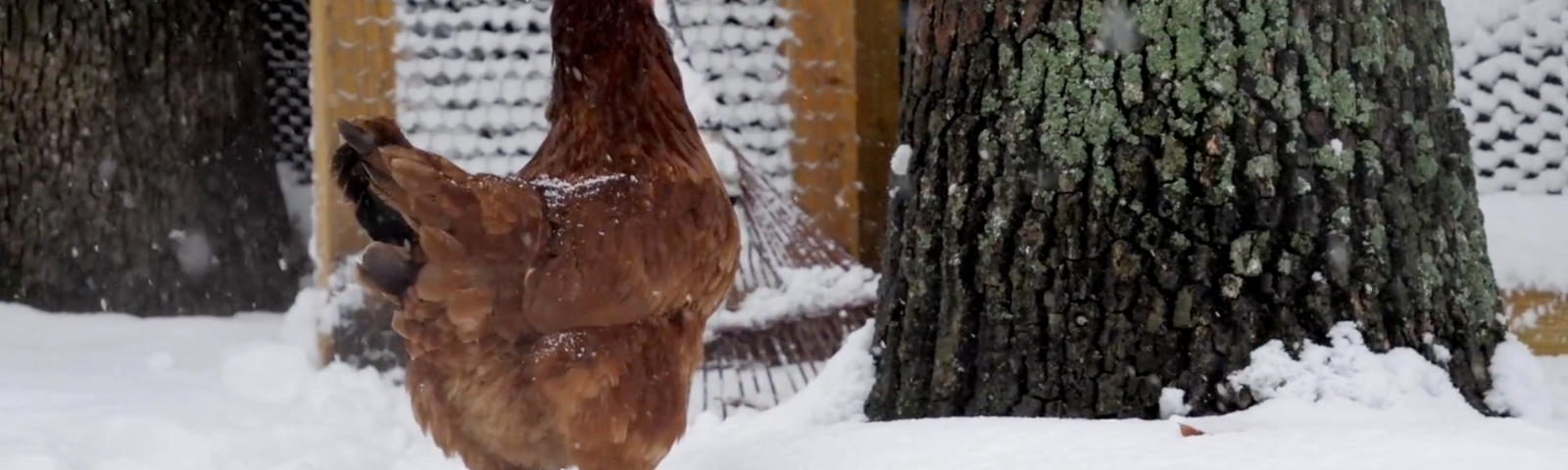 Taking Care of Your Chickens in the Winter