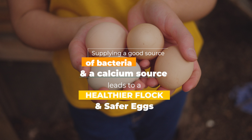 A Healthy Chicken Gut = Safer Eggs