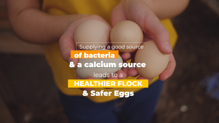 A Healthy Chicken Gut = Safer Eggs