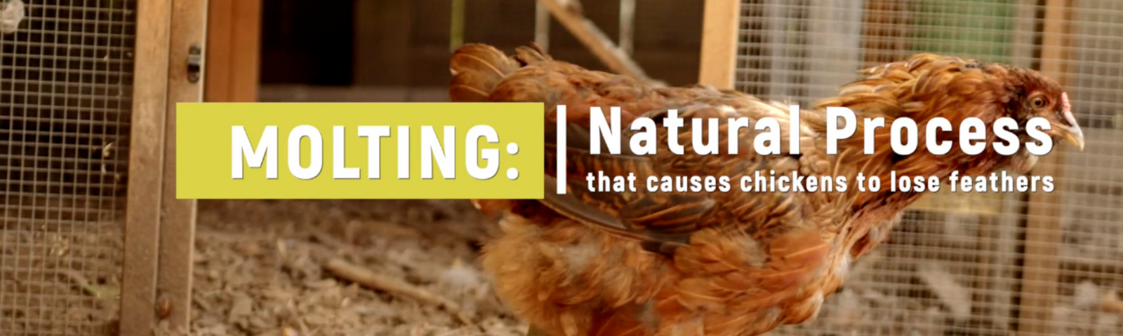 What is Molting?