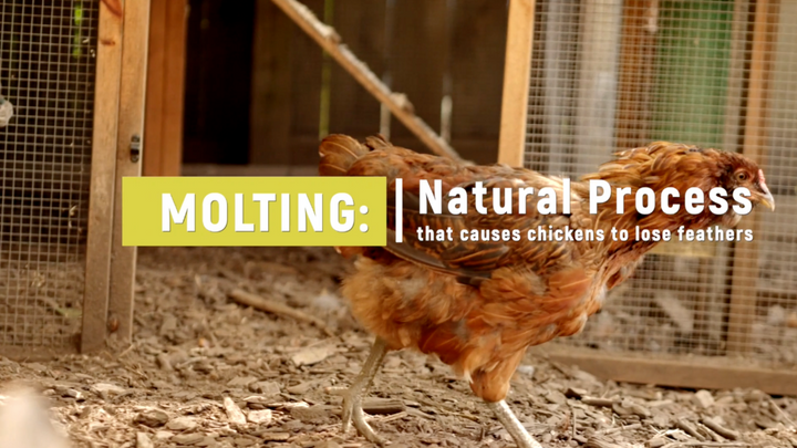 What is Molting?